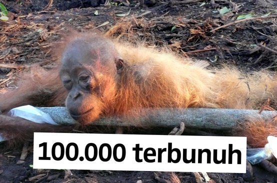 Orang Utan setengah mati dan diikat