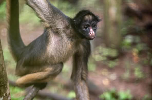 Monyet laba-laba muka putih diatas pohon
