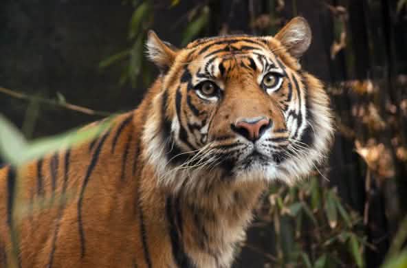 Harimau Sumatera