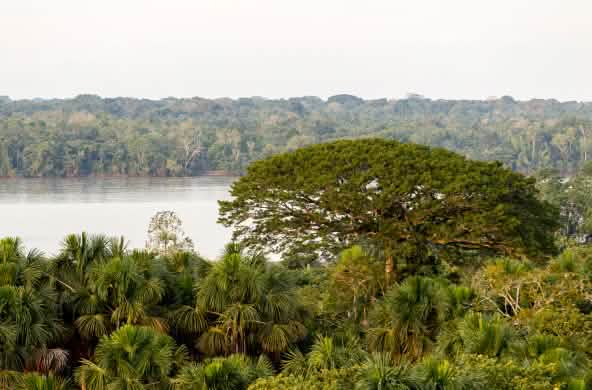 Hutan dan sungai di Taman Nasional Yasuni. Ekuador