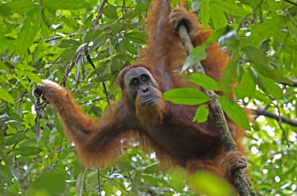 Orangutan sumatra