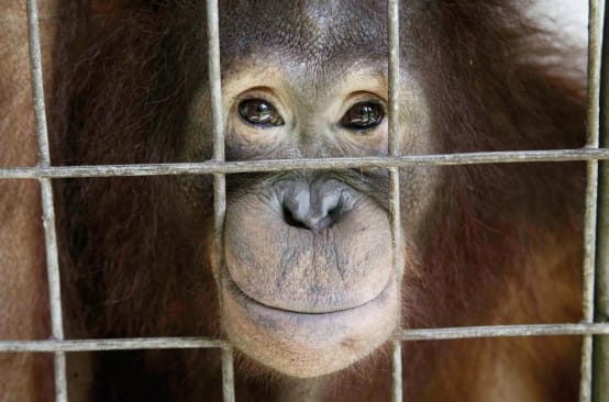Orang utan menatap keluar dari kandangnya