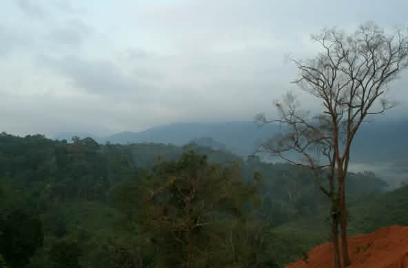 hutan hujan yang utuh di Kalimantan