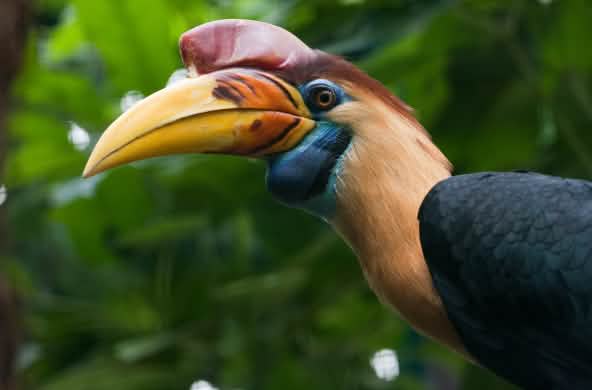 Burung rangkong
