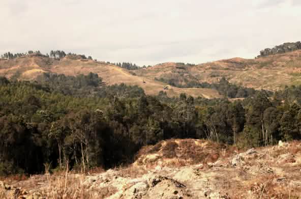 gunung yang gundul