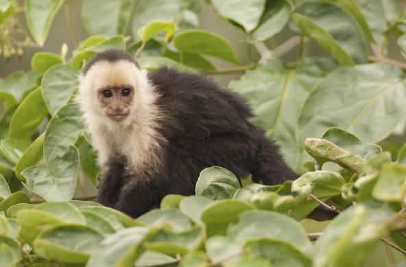 Kera Capuchin (Cebus capucinus) duduk di pohon