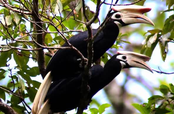 Dua burung rangkong sedang bertengger di ranting pohon