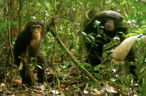 Simpanse di Taman Nasional Grebo-Krahn di Liberia