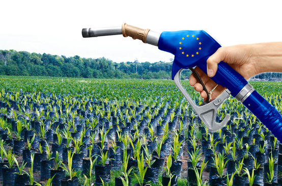 sawit biofuel UE