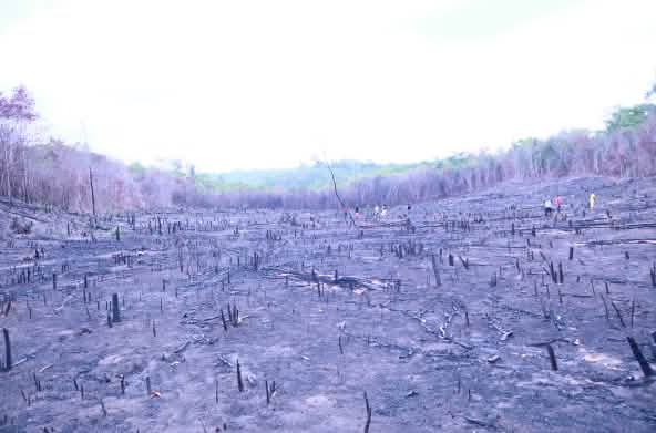 Lahan yang terbakar di hutan Cerrado