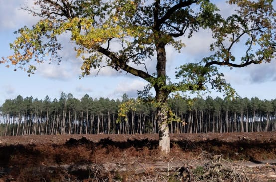 Satu-satunya pohon ek yang masih berdiri di hutan yang telah ditebang, dengan latar belakang sebuah monokultur pinus