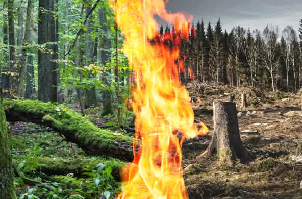 kolase bioenergi