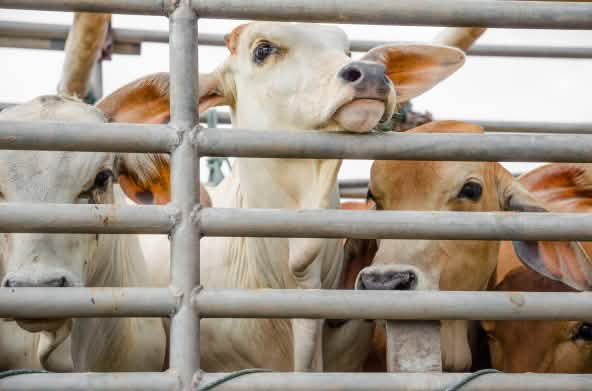 Sapi di atas truk