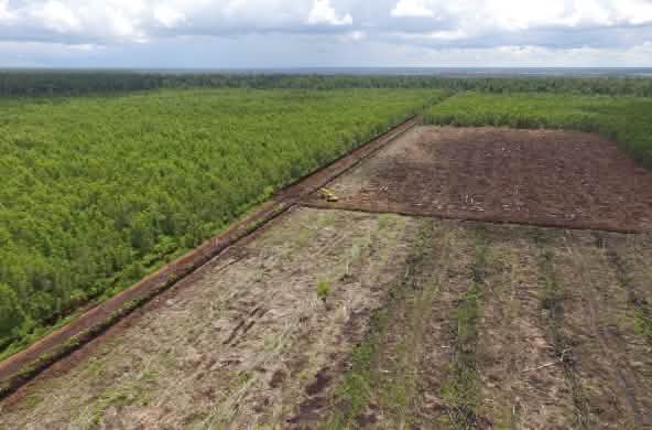 hutan (kiri) dan lahan gambut terbuka