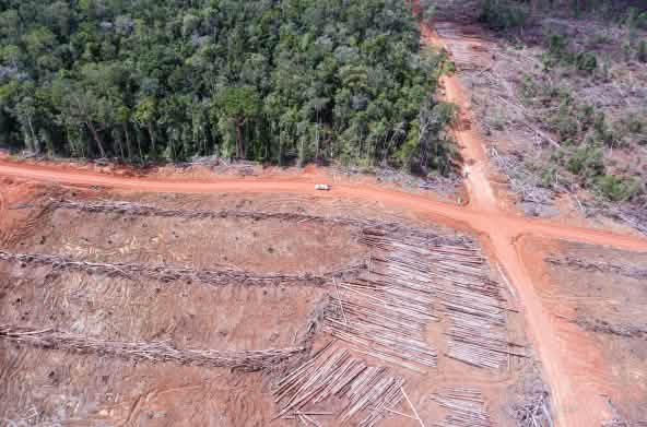 Foto drone: penebangan hutan untuk perkebunan sawit oleh Korindo