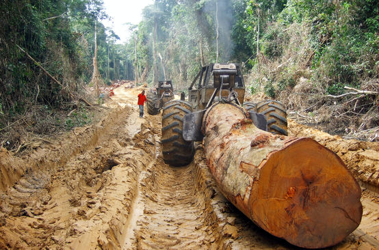 Pohon besar dari hutan hujan di Kongo ditarik
