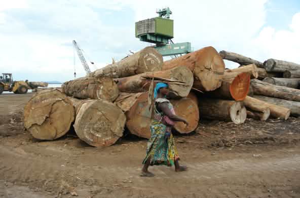 Tumpukan batang pohon di Kinshasa