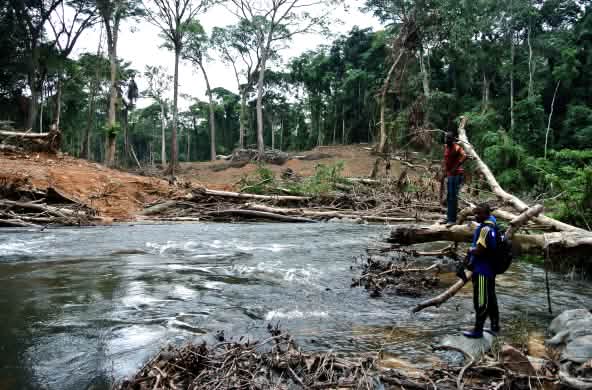 Pembukaan hutan di Nigeria untuk jalan yang direncanakan