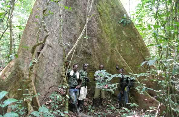 Karyawan Wild Chimpanzee Foundation (WCF) dan Ecoguards berdiri di depan pohon raksasa di Taman Nasional Sapo, Liberia.
