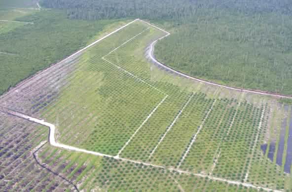 HGU di Kalimantan