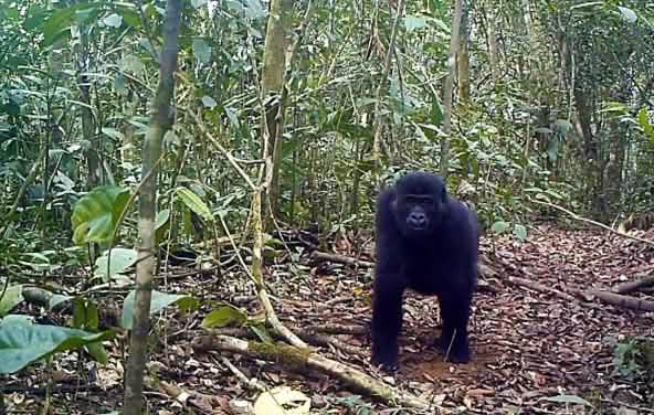 Gorila di hutan Ebo, Kamerun