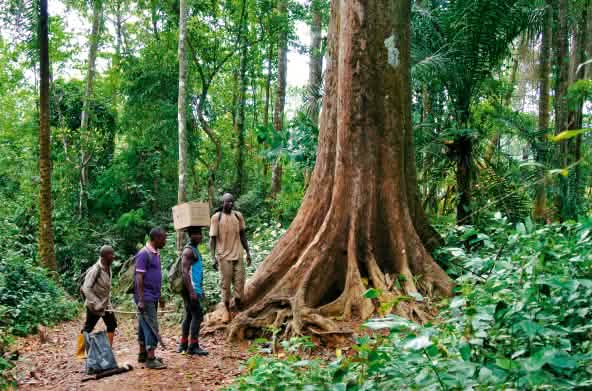 Eco Guards di hutan hujan