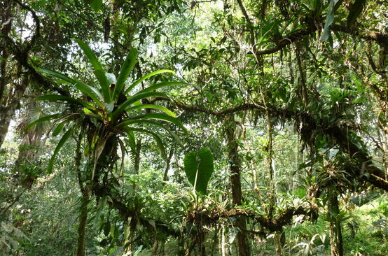 Epifit di hutan hujan Ekuador