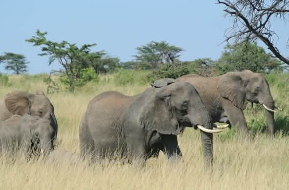 Kawanan gajah di Serengeti