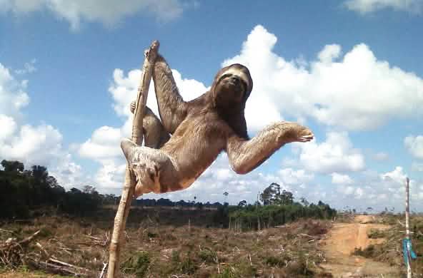 Kungkang Tiga Jari di kawasan hutan gundul milik industri sawit di Peru