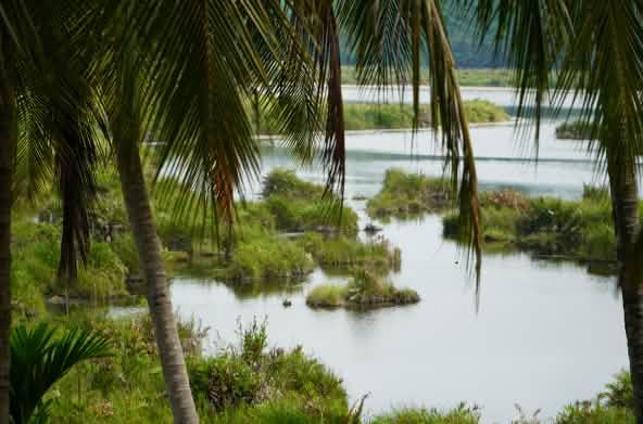 Ekosistem Paya Nie, Aceh