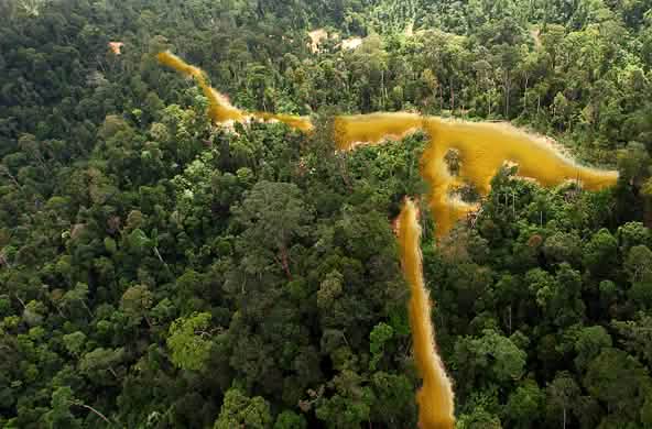 Sungai emas melewati hutan hujan