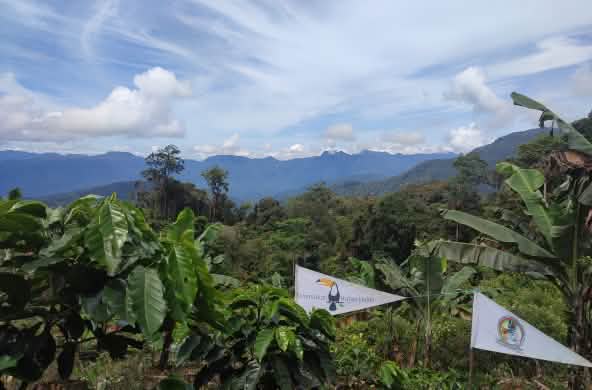 pohon-pohon yang ditanam masyarakat adat Gayo di Pining