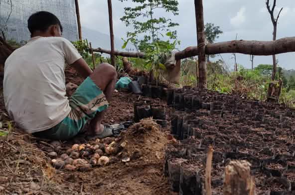 warga dengan bibit pohon di desa Pining, Gayo, Aceh
