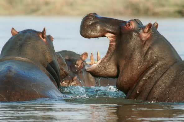 Kuda nil hipotamus