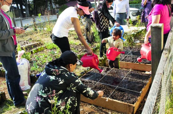 Kebun sayur di San Cristobal