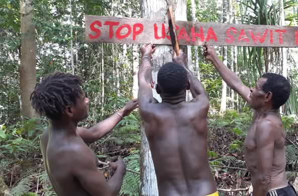 tiga orang Papua membela hutan