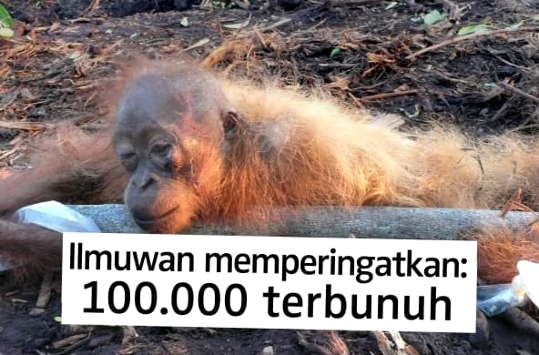 Orang utan mati dan terikat