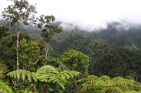 Hutan hujan pegunungan yang tertutup awan di wilayah INTAG di utara Ekuador