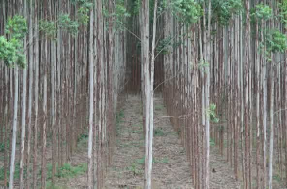 HTI eukalyptus