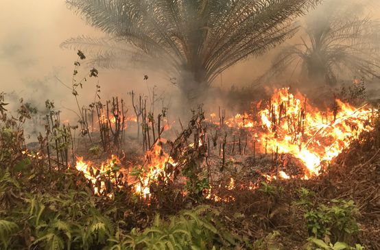 Karhutla di desa Puding, Kabupaten Muaro Jambi, 21 September 2019