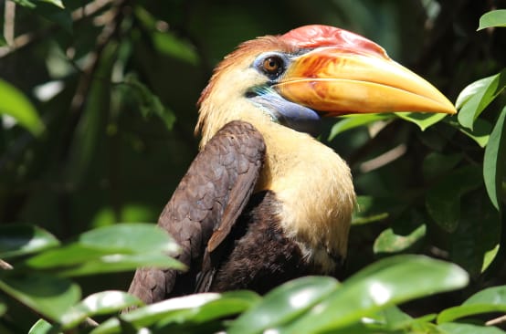 Burung rangkong, Sulawesi