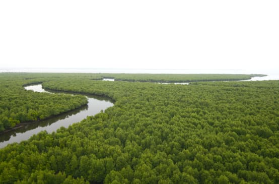 Hutan bakau dari atas. Sebuah sungai berkelok-kelok membelah hutan menuju pantai di cakrawala.