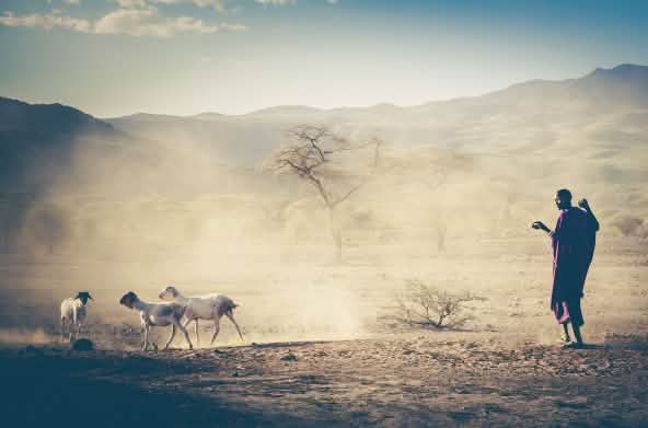 Massai dan hewan di Tansania