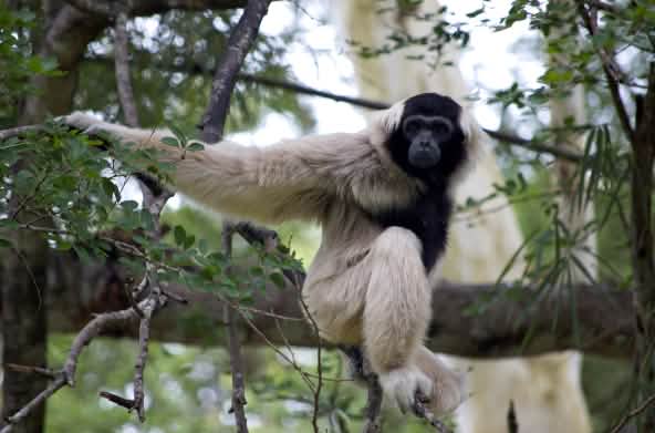 Pileated gibbon (hylobates pileatus) duduk di atas ranting yang besar dan menatap kamera