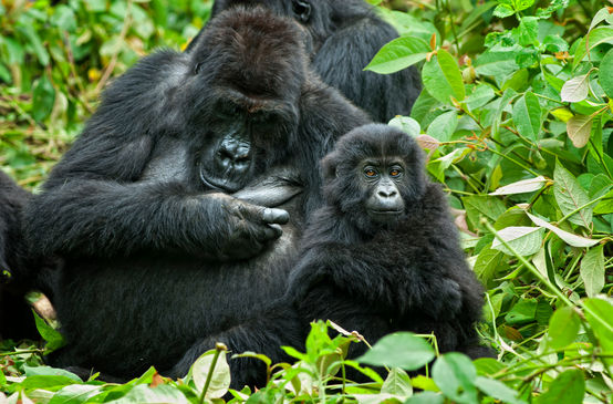 Gorila dan anaknya