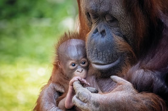 Anak dan ibu orang utan