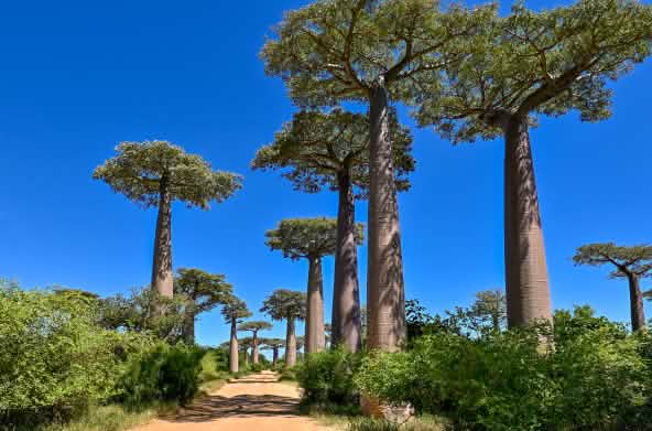 Pohon-pohon baobab disepanjang jalan berpasir di Madagaskar