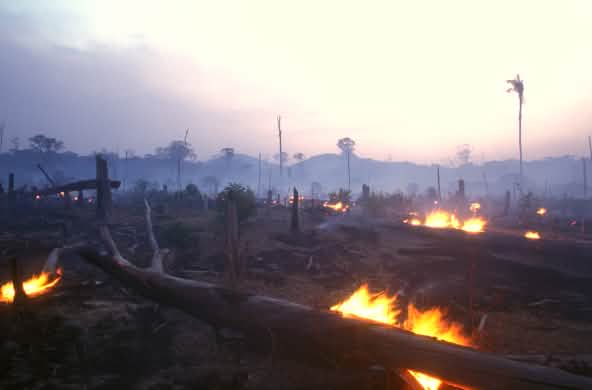 Tebas dan bakar hutan di Brasil