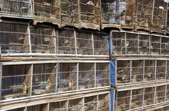 Pasar burung di Jakarta