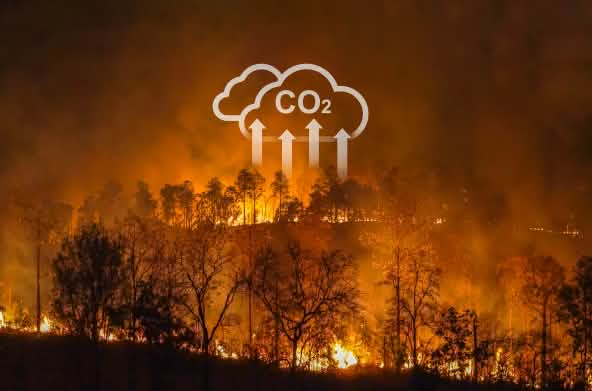 Kebakaran hutan dan tebang bakar hutan berkontribusi pada pemanasan dunia